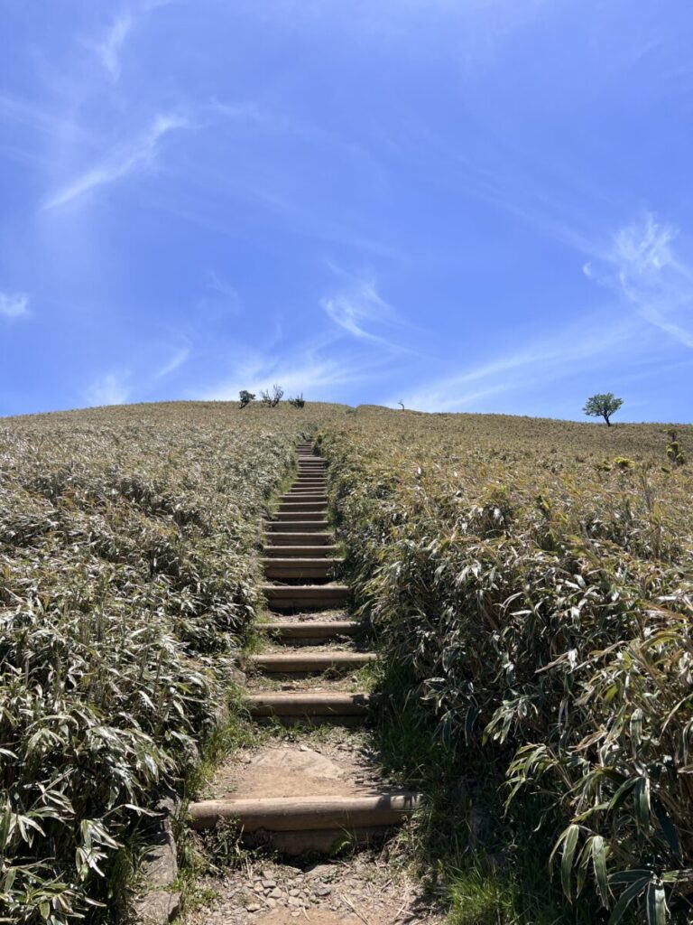 達磨山_登山道4